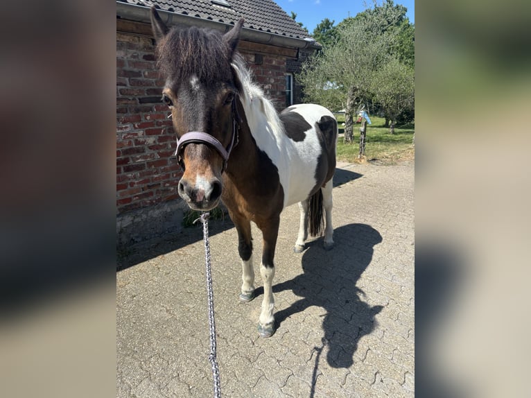 Caballos islandeses Yegua 18 años 138 cm Pío in StraelenStraelen