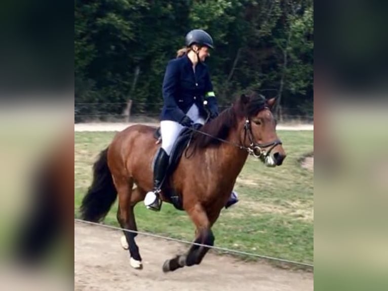 Caballos islandeses Yegua 18 años 140 cm Castaño in Iserlohn