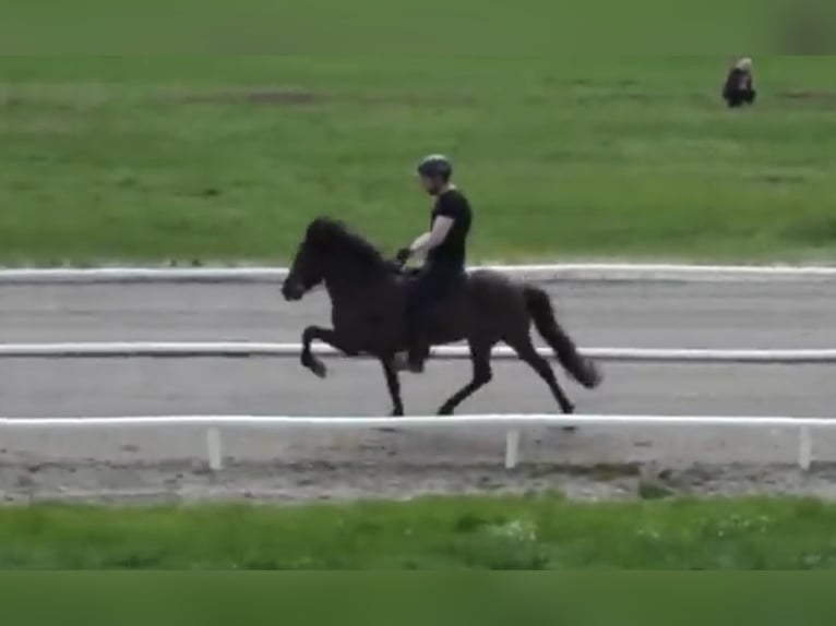 Caballos islandeses Yegua 18 años 141 cm Negro in Gro&#xDF; Nemerow