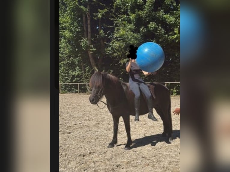 Caballos islandeses Yegua 18 años 143 cm Negro in Deining