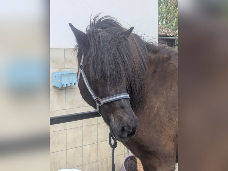 Caballos islandeses Yegua 18 años 143 cm Negro in Deining