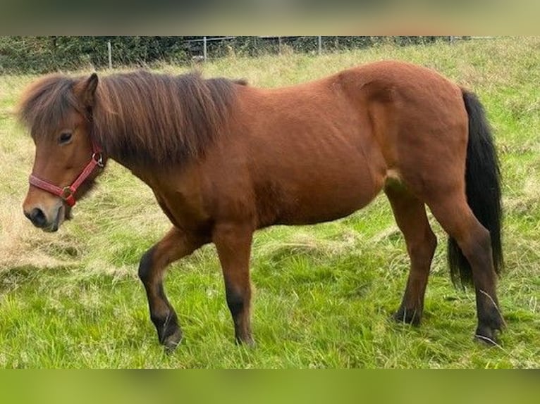 Caballos islandeses Yegua 18 años 144 cm Castaño oscuro in Duisburg