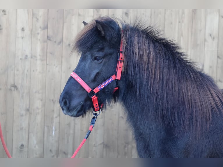 Caballos islandeses Yegua 18 años Negro in Straßwalchen