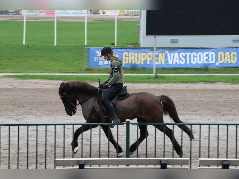 Caballos islandeses Yegua 19 años 135 cm Negro in Eagum