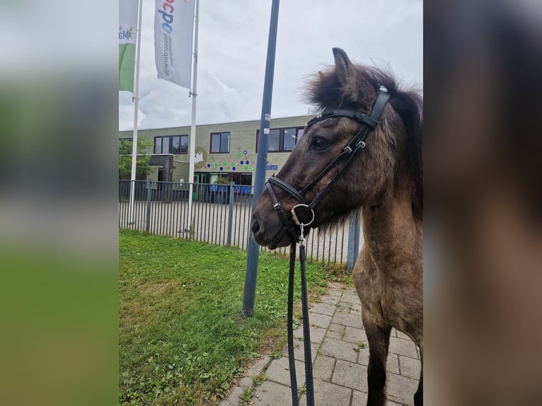 Caballos islandeses Yegua 19 años 135 cm Negro in Eagum