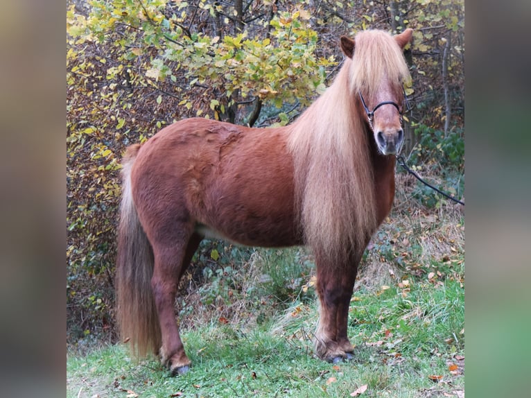 Caballos islandeses Yegua 19 años 136 cm Alazán in Friesenhagen