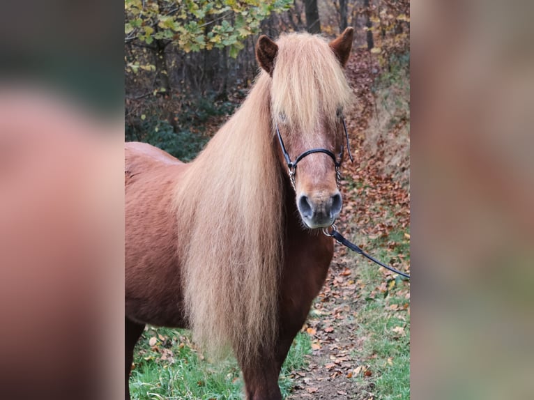 Caballos islandeses Yegua 19 años 136 cm Alazán in Friesenhagen