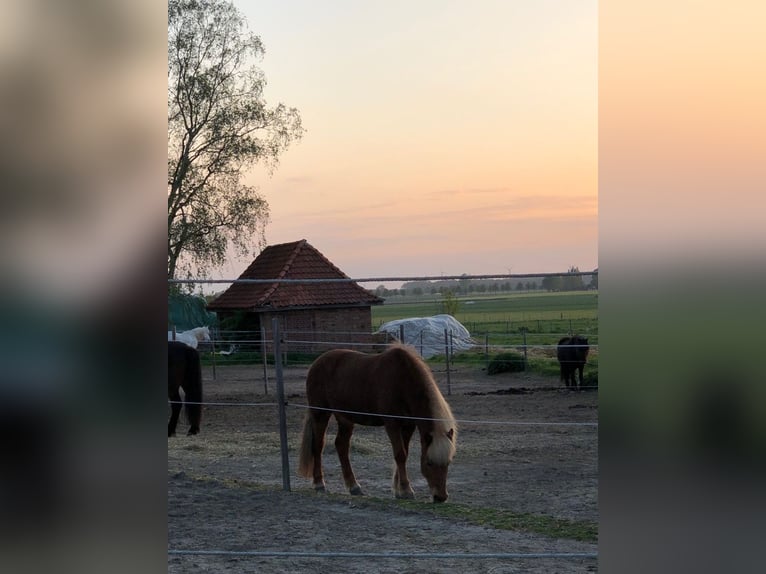 Caballos islandeses Yegua 19 años 143 cm Alazán in Gehrden