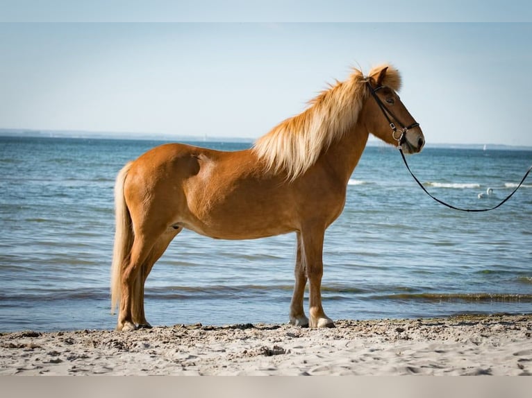 Caballos islandeses Yegua 19 años 144 cm Alazán in Seedorf