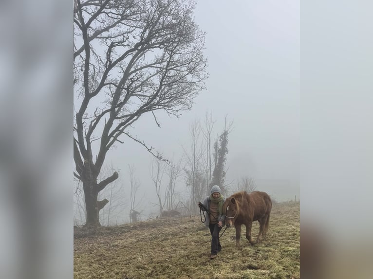 Caballos islandeses Yegua 19 años Alazán in Schlehdorf