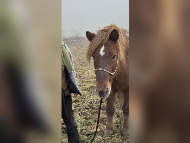 Caballos islandeses Yegua 19 años Alazán in Schlehdorf