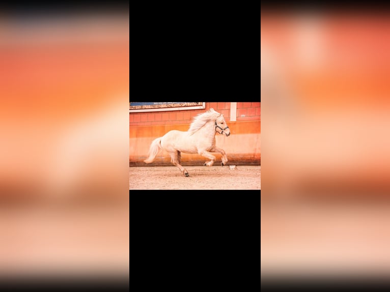 Caballos islandeses Yegua 1 año 138 cm Bayo in Eitorf