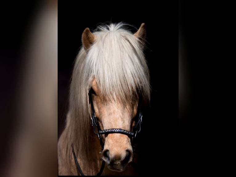 Caballos islandeses Yegua 1 año 138 cm Bayo in Eitorf