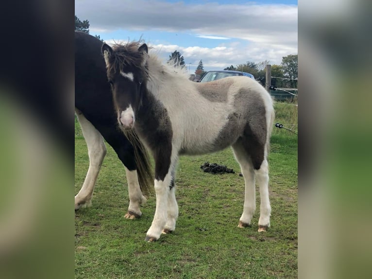 Caballos islandeses Yegua 1 año 138 cm Pío in Südlohn