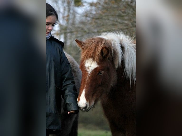 Caballos islandeses Yegua 1 año 138 cm Tobiano-todas las-capas in GOVEN