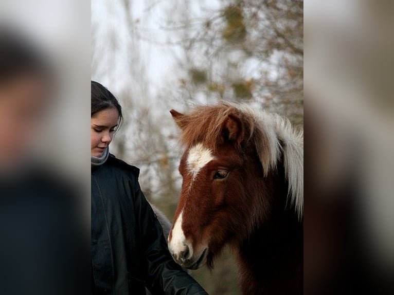 Caballos islandeses Yegua 1 año 138 cm Tobiano-todas las-capas in GOVEN