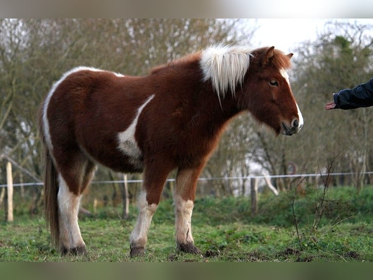 Caballos islandeses Yegua 1 año 138 cm Tobiano-todas las-capas in GOVEN