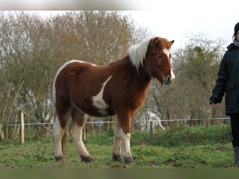 Caballos islandeses Yegua 1 año 138 cm Tobiano-todas las-capas in GOVEN