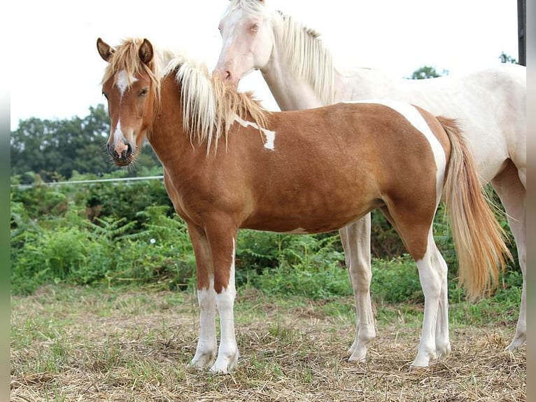 Caballos islandeses Yegua 1 año 138 cm Tobiano-todas las-capas in GOVEN