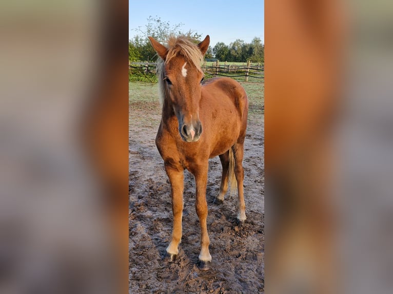 Caballos islandeses Yegua 1 año 139 cm Alazán-tostado in Wienhausen