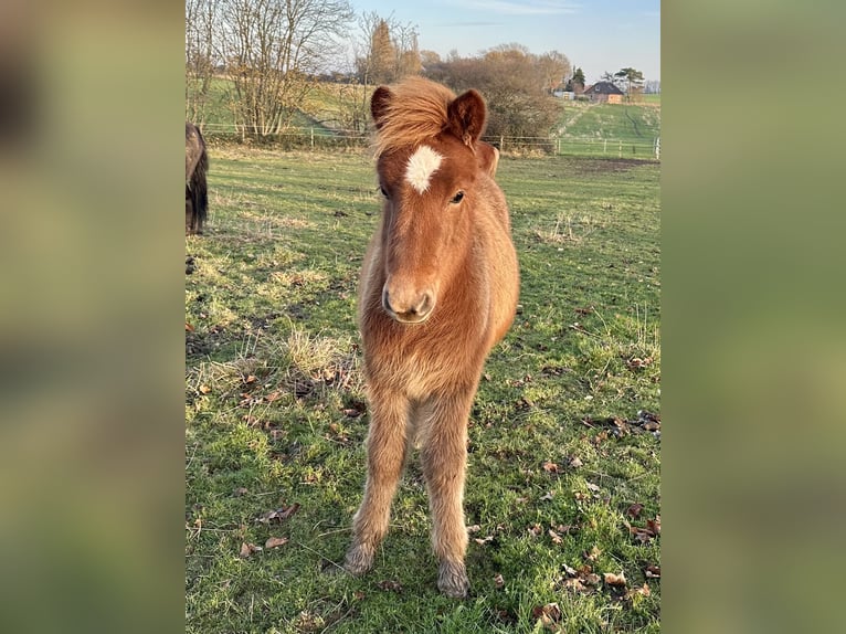 Caballos islandeses Yegua 1 año 140 cm Alazán in Hohenfelde