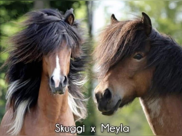 Caballos islandeses Yegua 1 año 140 cm in Winterswijk Kotten