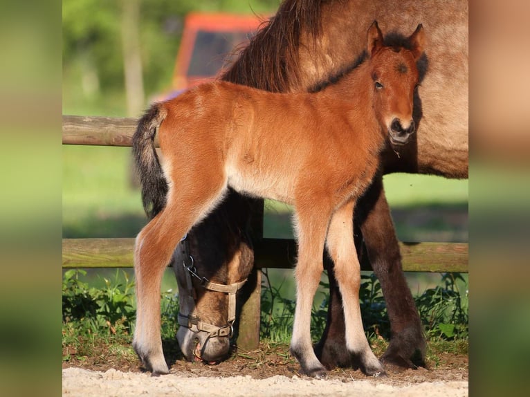 Caballos islandeses Yegua 1 año 140 cm Castaño in Winterswijk Kotten