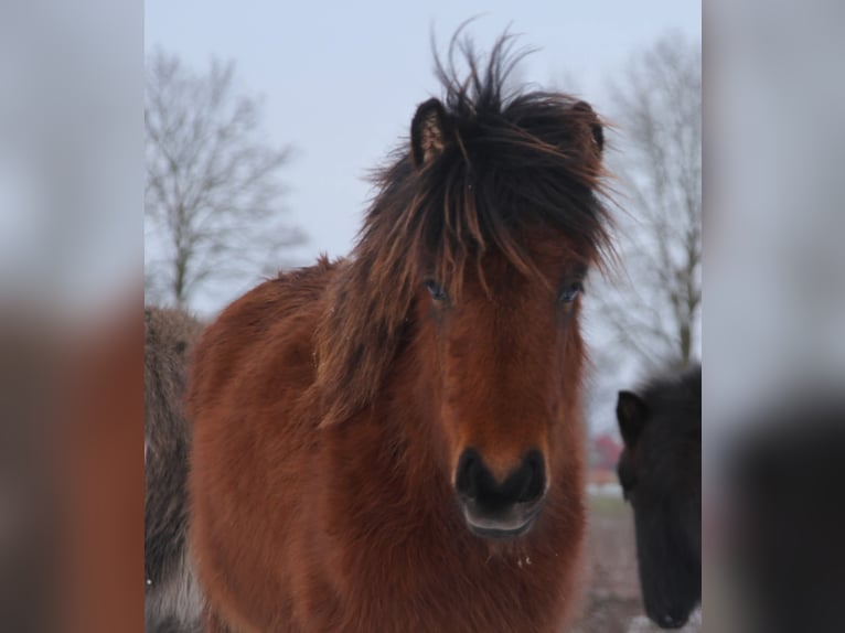 Caballos islandeses Yegua 1 año 140 cm Castaño in Winterswijk Kotten