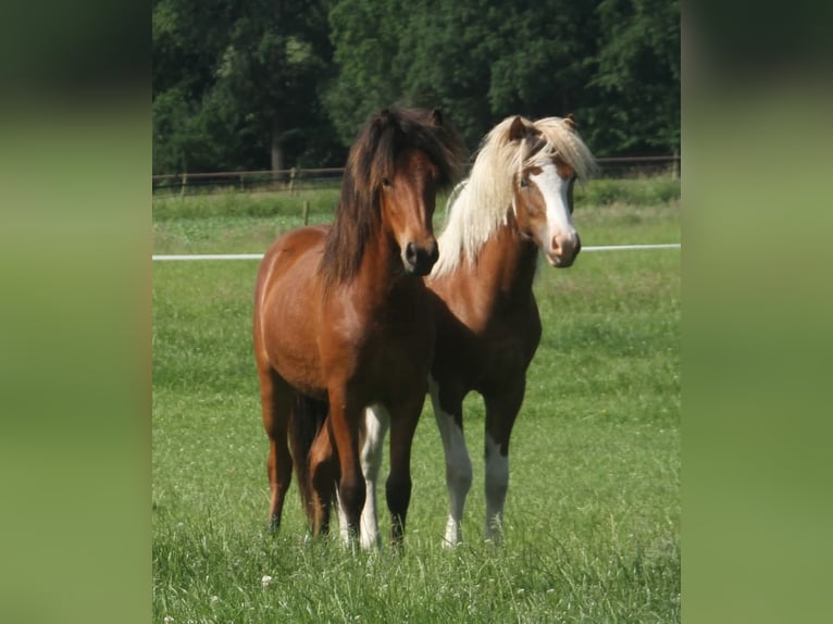 Caballos islandeses Yegua 1 año 140 cm Castaño in Winterswijk Kotten