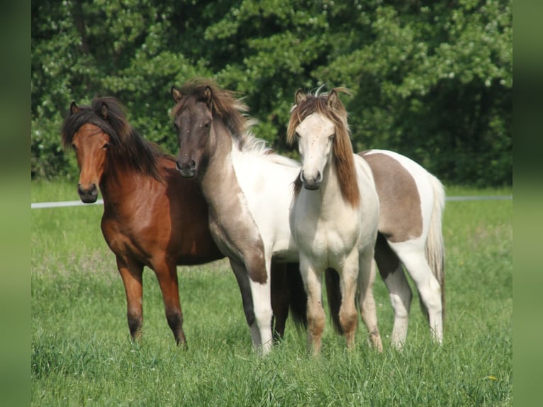 Caballos islandeses Yegua 1 año 140 cm Castaño in Winterswijk Kotten