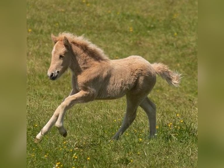 Caballos islandeses Yegua 1 año 140 cm Palomino in Montabaur