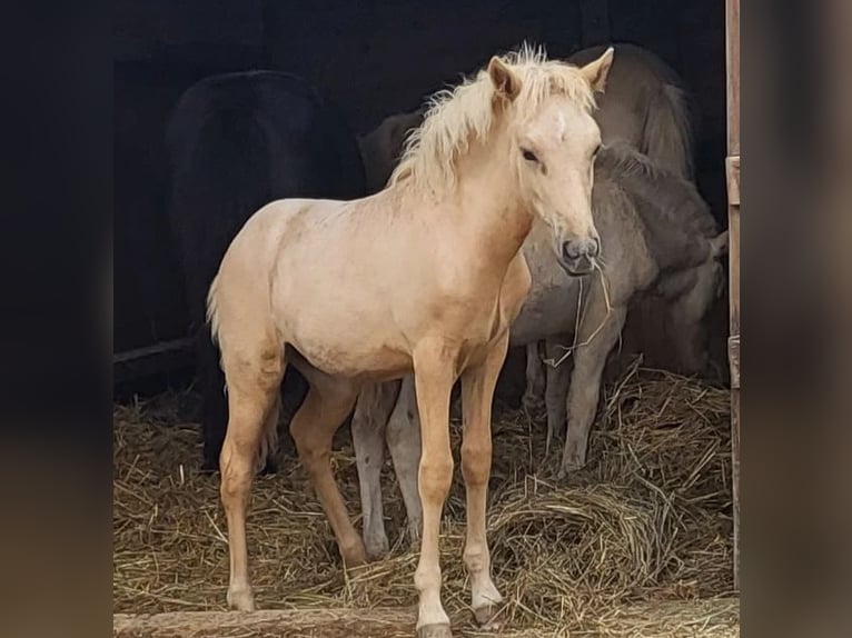 Caballos islandeses Yegua 1 año 140 cm Palomino in Montabaur