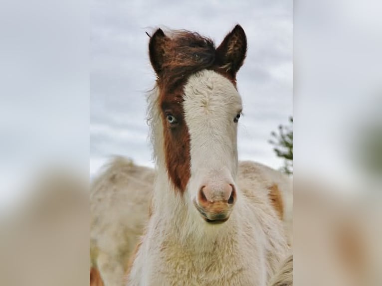 Caballos islandeses Yegua 1 año 140 cm Pío in Saarland