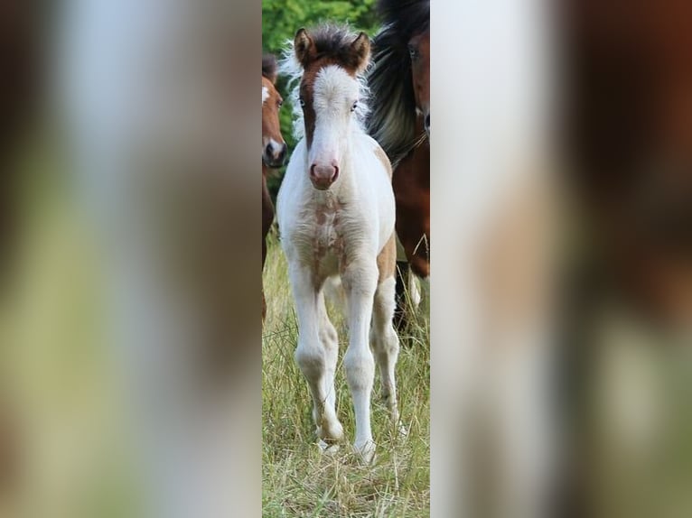 Caballos islandeses Yegua 1 año 140 cm Pío in Saarland