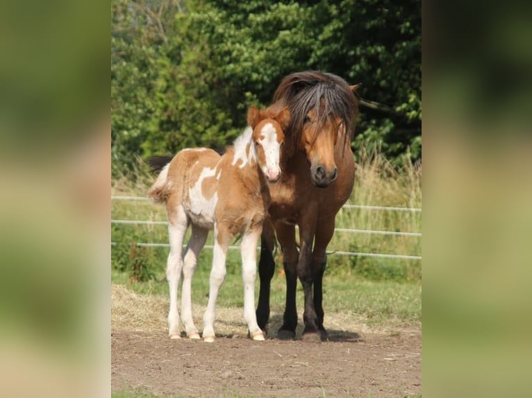Caballos islandeses Yegua 1 año 140 cm Tobiano-todas las-capas in Winterswijk Kotten