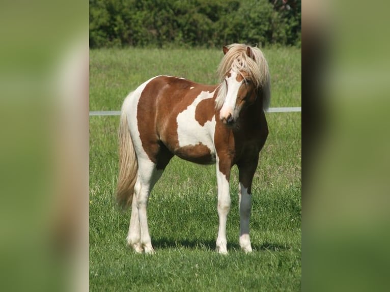 Caballos islandeses Yegua 1 año 140 cm Tobiano-todas las-capas in Winterswijk Kotten
