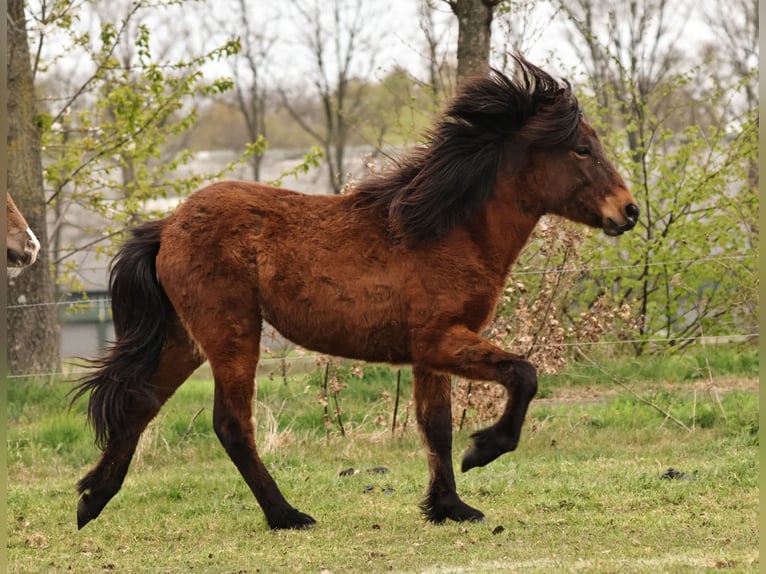 Caballos islandeses Yegua 1 año 142 cm Castaño in Südlohn