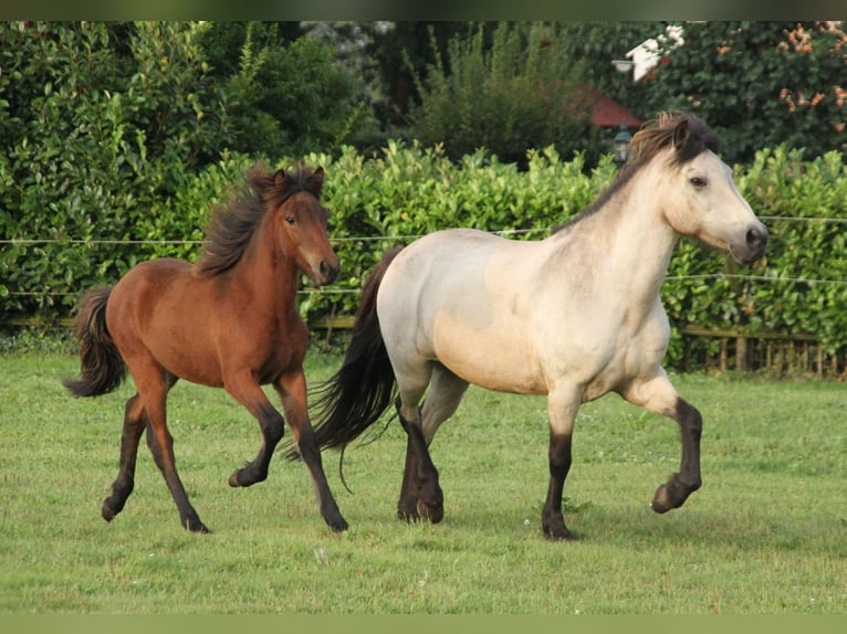 Caballos islandeses Yegua 1 año 142 cm Castaño in Südlohn