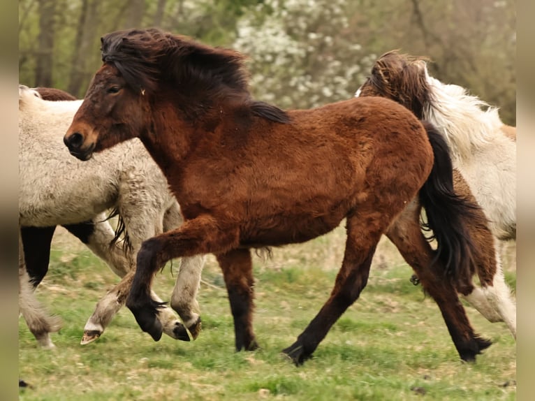 Caballos islandeses Yegua 1 año 142 cm Castaño in Südlohn