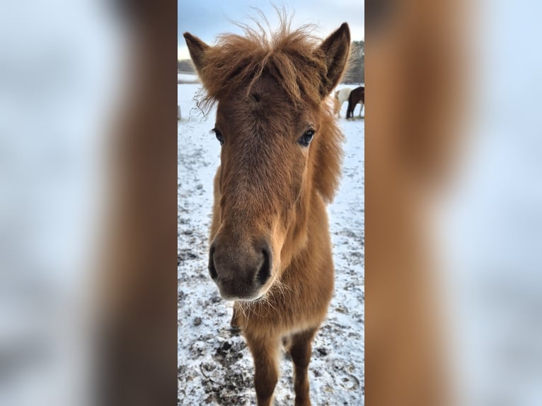 Caballos islandeses Yegua 1 año 143 cm Alazán in Bielefeld