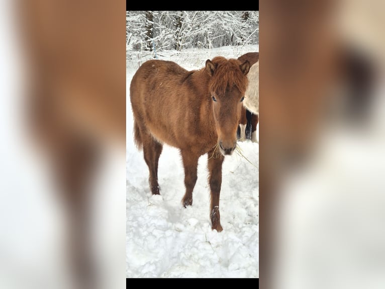 Caballos islandeses Yegua 1 año 143 cm Alazán in Bielefeld