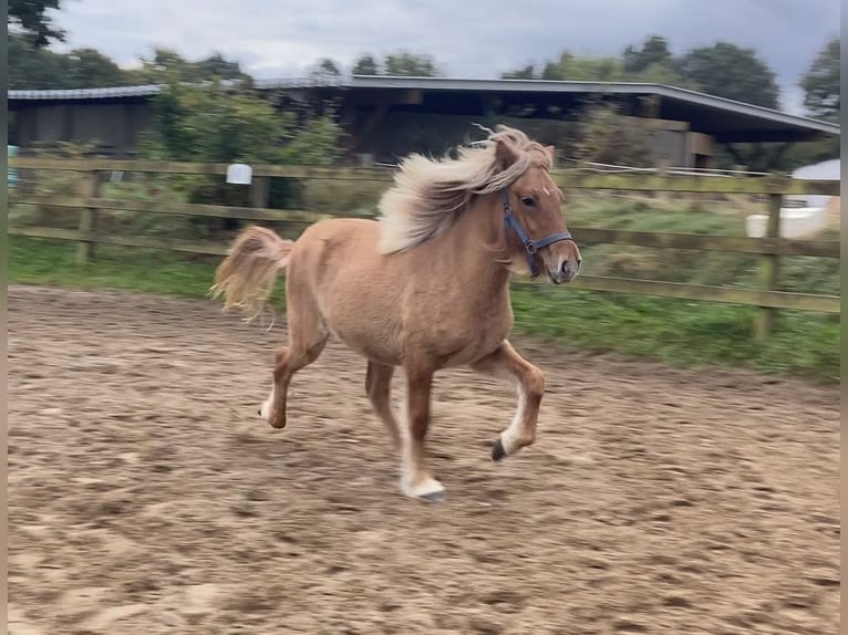 Caballos islandeses Yegua 1 año 144 cm Bayo in Ehndorf