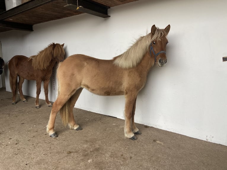 Caballos islandeses Yegua 1 año 144 cm Bayo in Ehndorf