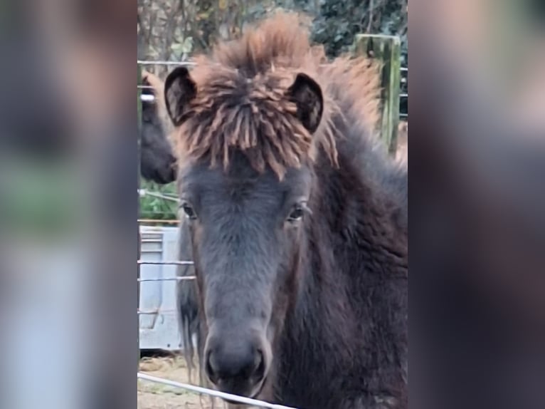 Caballos islandeses Yegua 1 año 145 cm Negro in Zuidwolde