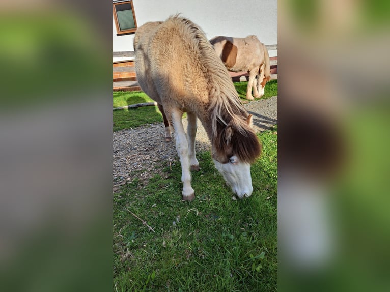 Caballos islandeses Yegua 1 año 145 cm Pío in Oberzent