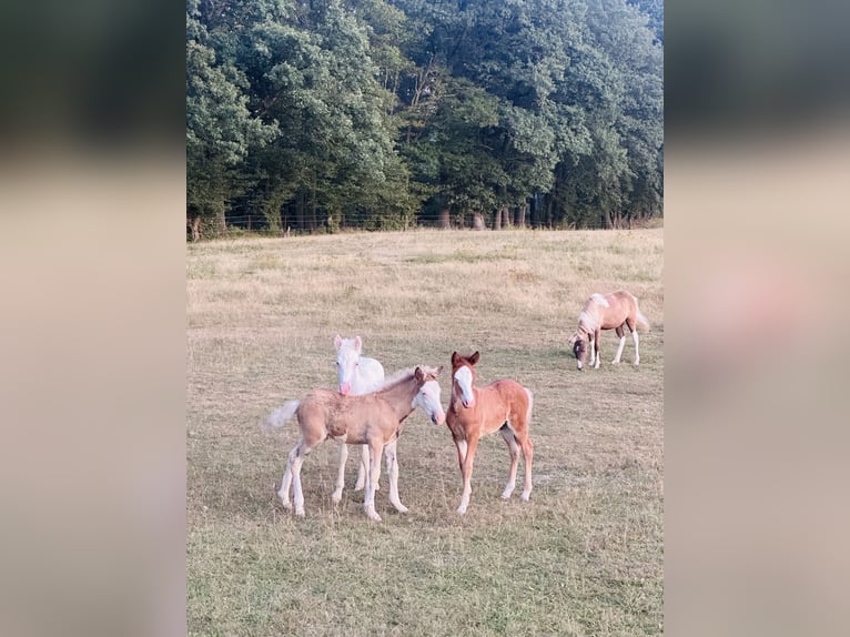 Caballos islandeses Yegua 1 año 145 cm White/Blanco in Breitenfurt bei Wien