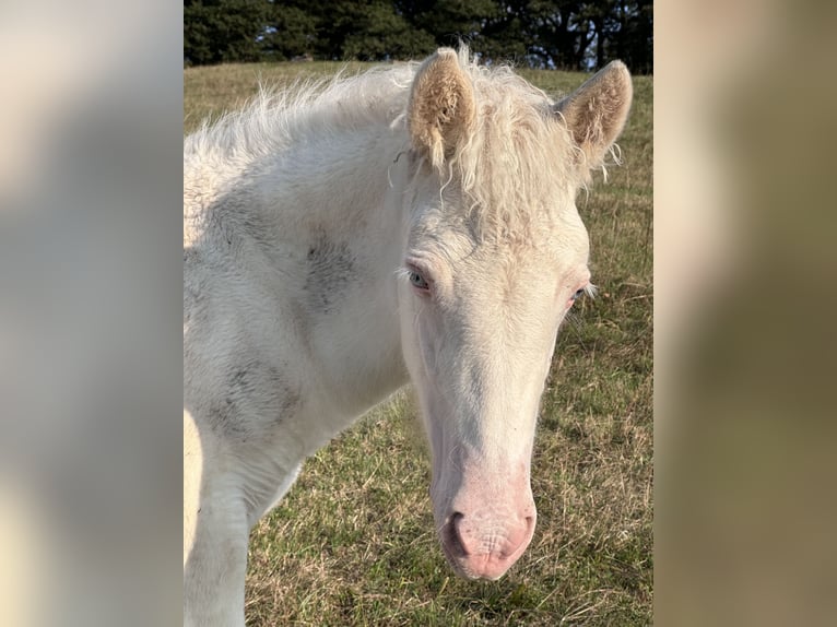 Caballos islandeses Yegua 1 año 145 cm White/Blanco in Breitenfurt bei Wien