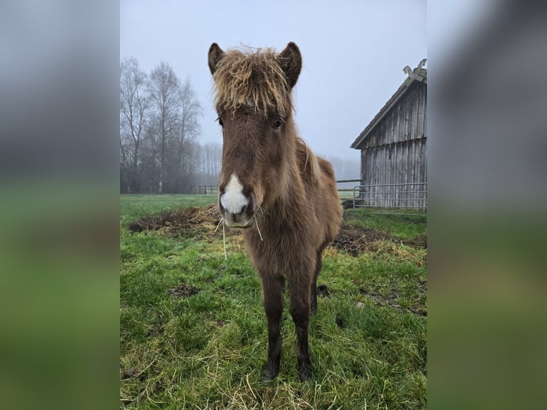 Caballos islandeses Yegua 1 año in Hermannsburg