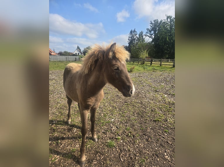 Caballos islandeses Yegua 1 año in Hermannsburg