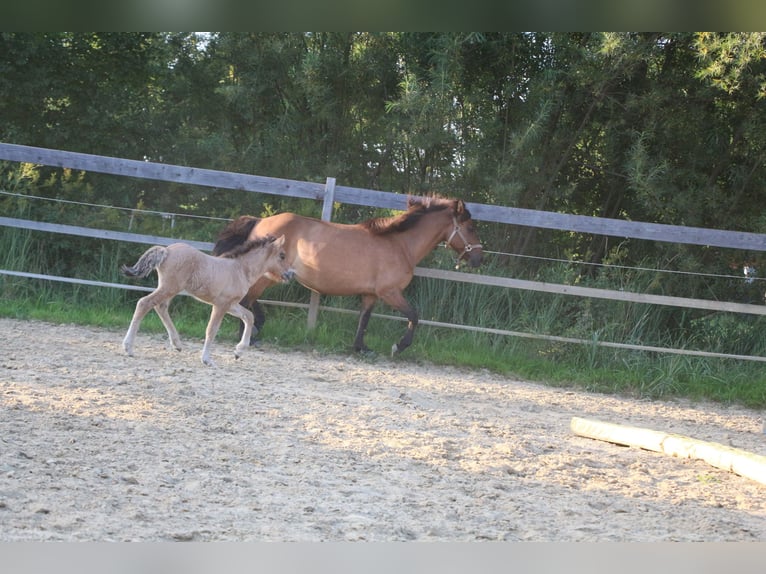 Caballos islandeses Yegua 1 año in Schwabmünchen